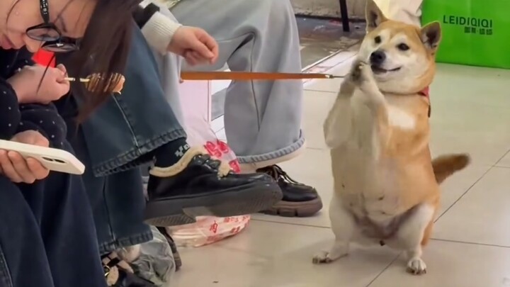 Dog: I'm begging you! I'm begging you!!!!