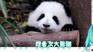 Panda: Chỉ cần đưa tôi cho cô ấy xem và để phần còn lại cho tôi