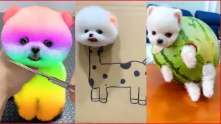 Funny and Cute Dog Pomeranian 😍🐶| Funny Puppy Videos #