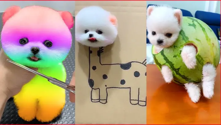 Funny and Cute Dog Pomeranian 😍🐶| Funny Puppy Videos #