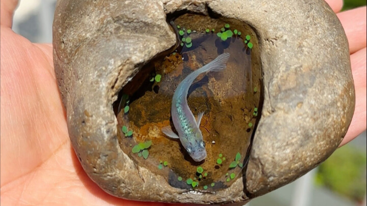 Đá vỡ đừng vứt đi, có thể dùng để nuôi cá theo phong thủy.