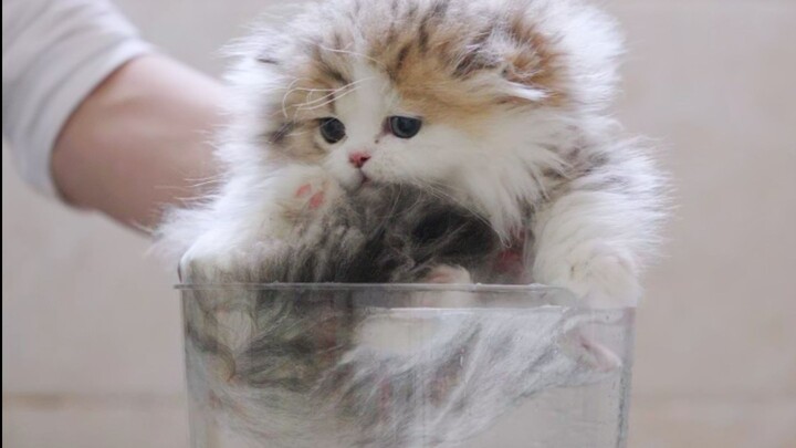 Kenapa kucing ini nggak bisa turun ke air ya?