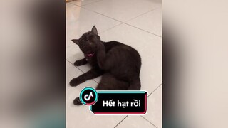 Hết hạt phải ăn đỡ thịt gà mèo meow meocute Nguyenhoanghaidang  meohoang lovepet cat catsoftiktok catvideo