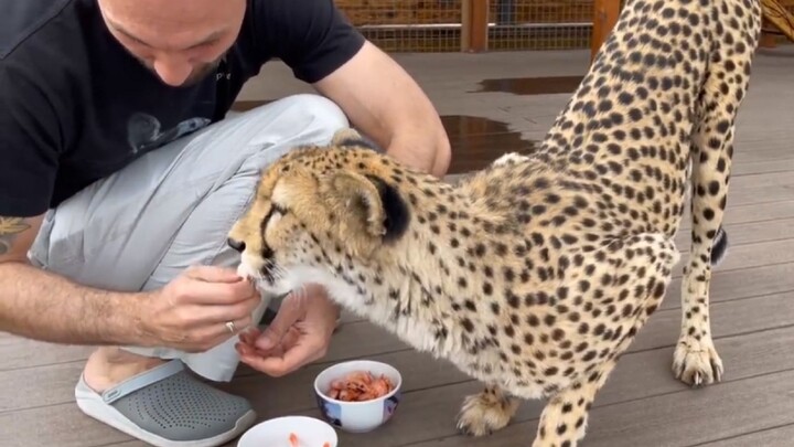 What will the cheetah’s reaction be when it eats shrimp for the first time?