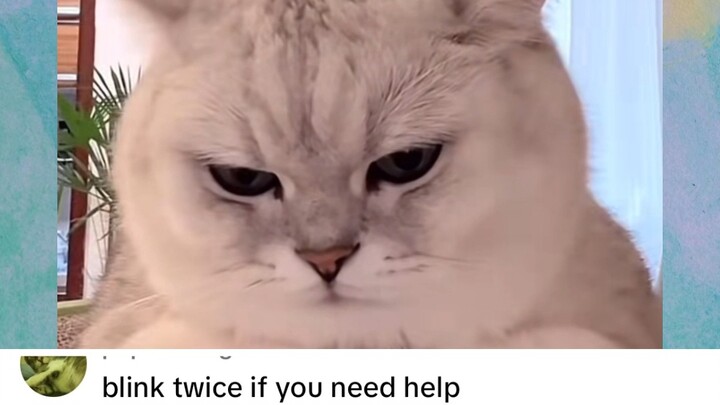 Qin Hailu goes head-to-head with an evil silver tabby, going viral overseas with 890,000 likes—after