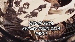 RIBUAN KERA KEPUNG PUSAT KOTA PART 1