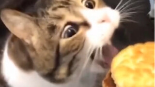 Cat: I just take a bite