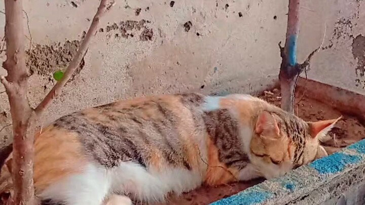 sad cat Me to