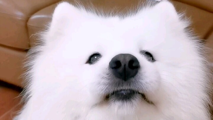 If the tiger doesn't show its power, you will speak without restraint?