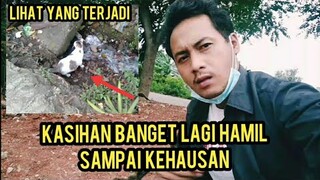 Astagfirullah Kucing Hamil Ini Kehausan Sampai Mau Minum Air Got | Sedih Bingung Mau Melahirkan..!