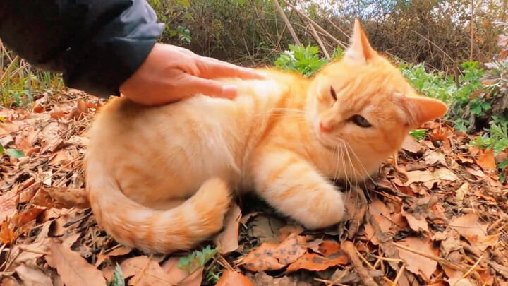 Fragrant, soft, golden-brown loaf of bread