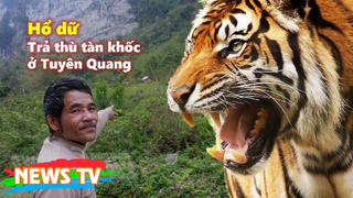 Hổ dữ trả thù tàn khốc ở Tuyên Quang