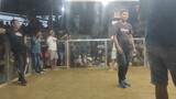 2nd fight WIN 4stag dervy 110k pot money ,Manay Gallera Davao Oriental