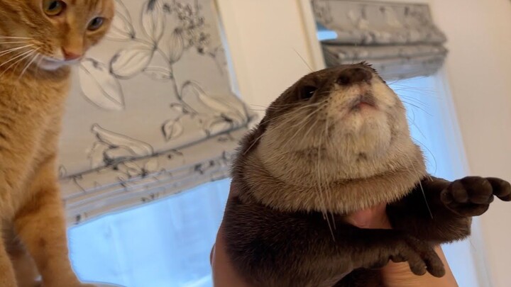 After I imitated an otter’s call, the way it looked at me totally changed.