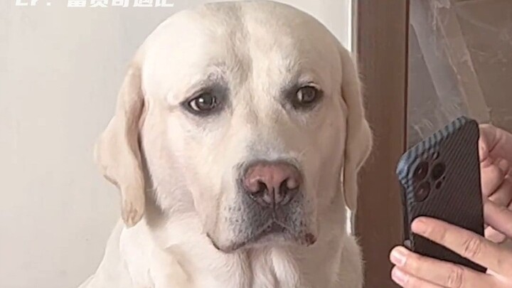 Labrador: Woof, I almost got wrongly accused!