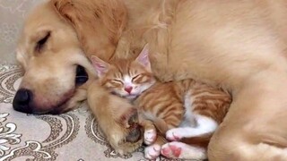 Gentle Golden Retriever and Cuddly Kitten Are Pure Cuteness