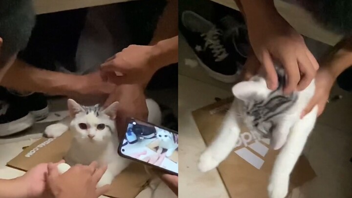 Hewan|Kucing Menjadi Peliharaan Grup