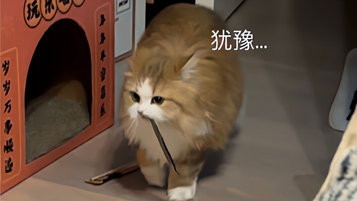 Khi tôi quy định một ngày cô ấy chỉ được ăn một thanh snack cho mèo…