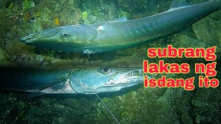 ep384 Dive1 baracuda subrang lakas night spearfishing Philippines