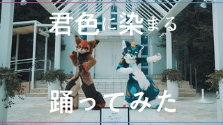 【授权搬运】【Fursuit Dance】【JMoF2020】アルファとリオンで『君色に染まる』を踊ってみた【ケモノ着ぐるみ】