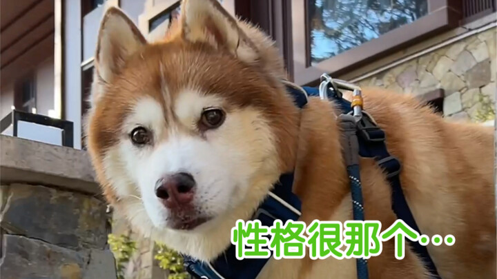 หาคำไหนมาอธิบายหมาที่บ้านเราไม่ได้เลย มันช่าง… พวกคุณว่ายังไงล่ะ?