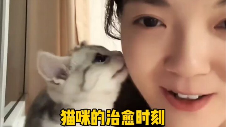 أجمل اللحظات المُهدِّئة مع القطط