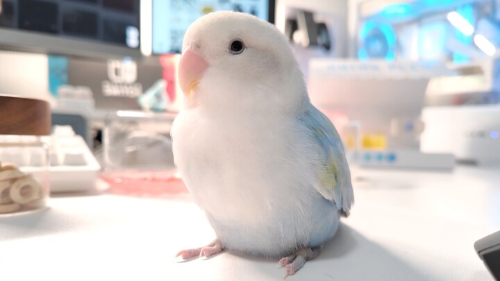 นกตัวน้อยกำลังกินข้าว ฉันหมุนโต๊ะ 🐦: 😠😵‍💫😡😵‍💫🤬😵‍💫💢😵‍💫😵‍💫😵‍💫😵‍💫😵‍💫