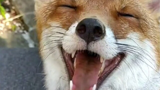 A young woman at the rescue station unexpectedly encounters a fox with a broken leg; after it recove