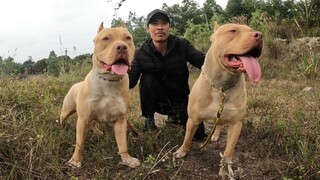 Những Chú Chó PitBull Thợ Săn Của Săn Bắt Ẩm Thực Vùng Cao