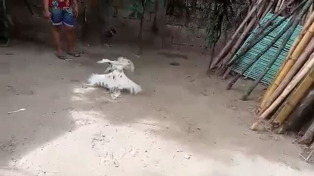 sarasa vs sarasa tinola lines..!