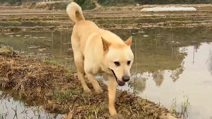 มันคือเจ้าฮวงฮวงที่คุณย่ารักมากที่สุด