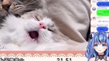 Yêu tinh nước Nhật Bản xem "Phim mèo" và nói dở quá!