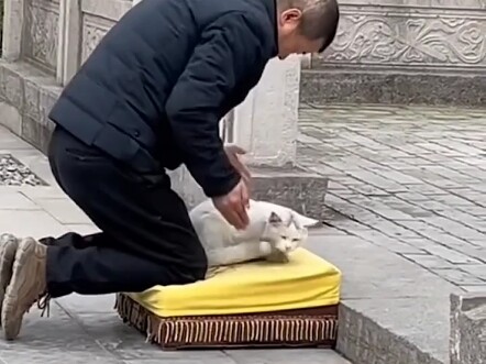 แมว: คุณสูงส่ง! ทำไมฉันจะทำไม่ได้ล่ะ?