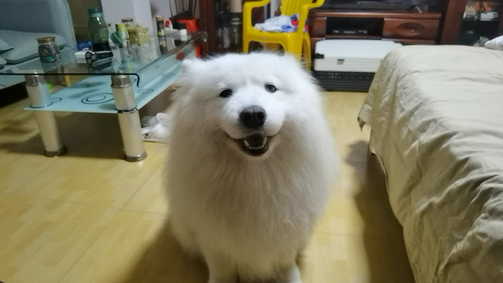 [Pecinta Anjing] Bubao menyanyi di Malam Tahun Baru!