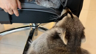 Huihui: Siapa nih yang mau ngurus rakun ini, tiap hari gangguin aku #rakun #perilakumembingungkanhew