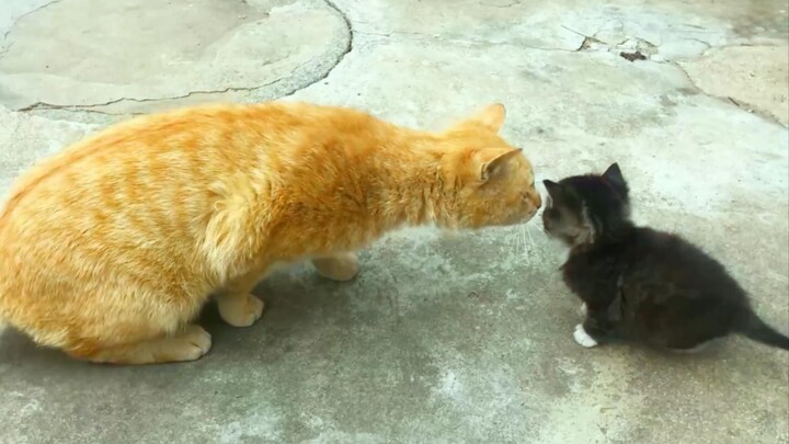 Saat kucing tetangga pertama kali bertemu anak kucing susu di rumahku!