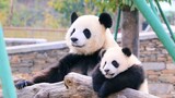 [Panda] Lovely Qilin - Mom goes to sleep
