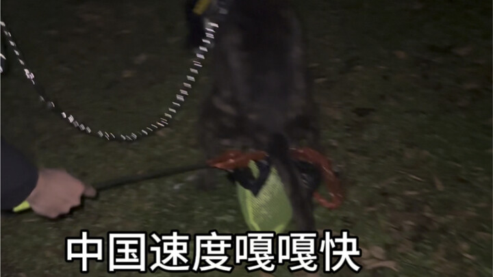 No more picking up poop for big dogs—especially in freezing winter weather! Hahaha!