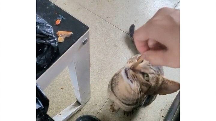 หมา: ลำเอียงใช่ไหม? ให้ไอ้เหี้ยนี่ทำแกตกใจตายเลย!