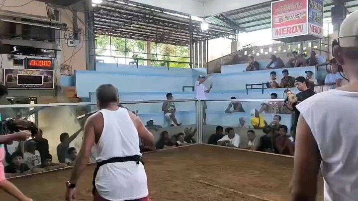 Magnus Grey 1x winner semi 1hit delete 🐓 #alagangpabaya