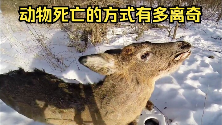 动物离奇死亡鉴定50