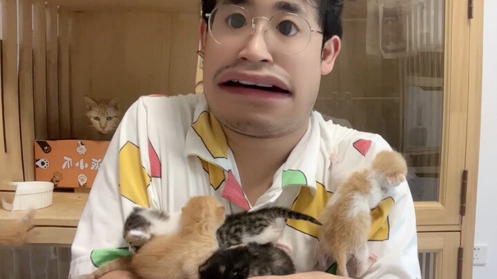 กระแสลูกแมวน่ารักมาแล้ว ฉันก็กลายเป็นพ่ออีกครั้ง