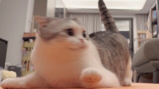 The child was licked by the cat and the panic was so funny