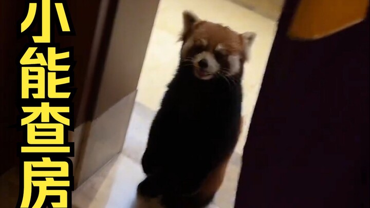 Little Panda Makes Rounds