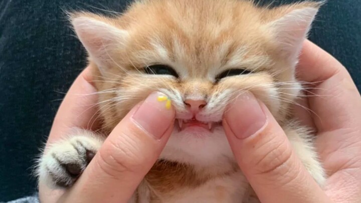 Super-cute golden-tabby cat—this little kitten’s interactions with its owner are just too adorable!