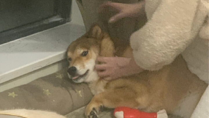 ลูกชายตัวโตของแม่ (ปาฟางน่ารักจริงๆ นะ)