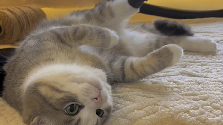 养一只不怕吸尘器的猫是什么体验