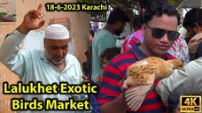 Lalukhet Exotic Birds Parrots Hen and Rooster Market Latest Updates 18-6-2023 Ka
