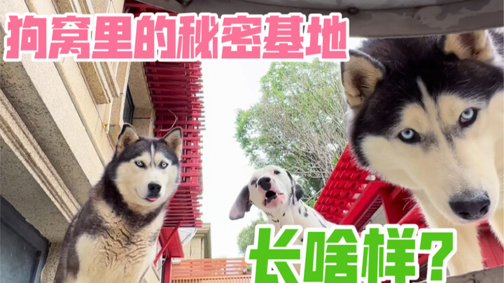 Watch how I use a secret base to get to the doghouse, so I’ll never have to worry about my wife chec