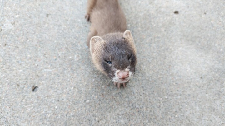 Keluar beli makanan, ketemu bayi musang!